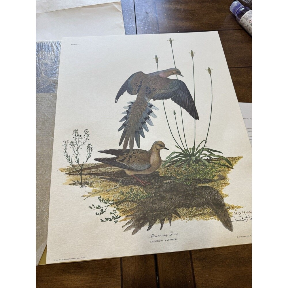 Ray Harm Limited Edition Hand Signed Print "Morning Dove”